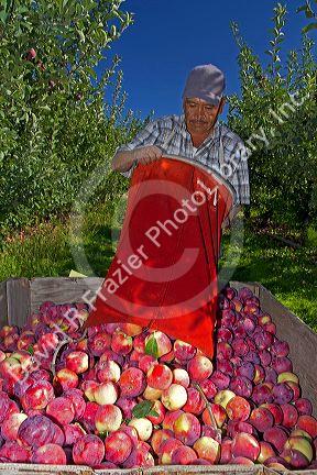 Migrant worker havesting apples in Canyon County, Idaho, USA.