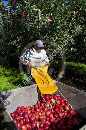 Migrant worker havesting apples in Canyon County, Idaho, USA.