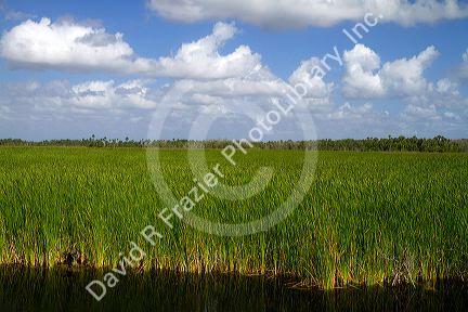 Sawgrass in the Florida everglades.