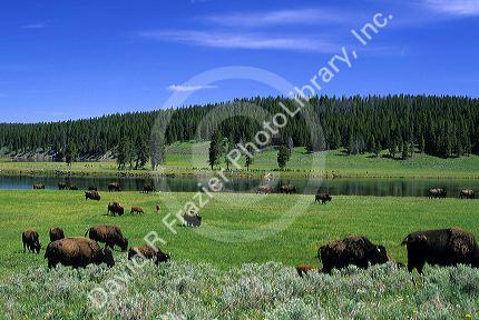 A herd of buffalo graze in Yellowstone National Park, Wyoming.