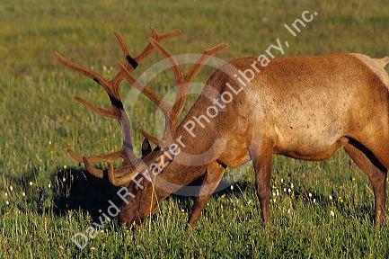 A elk grazing in Yellowstone National Park, Wyoming.