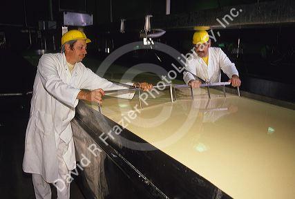 Workers using wires to cut the curds into pieces at a cheese factory.