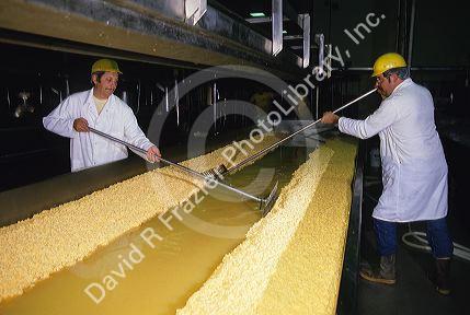 Workers using rakes to separate the curds in a cheese factory.