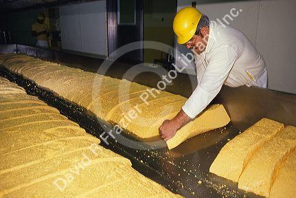 A worker moves molded curds in a cheese factory.