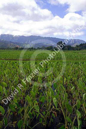 Taro crop growing at Hanalei on the island of Kauai, Hawaii, USA.