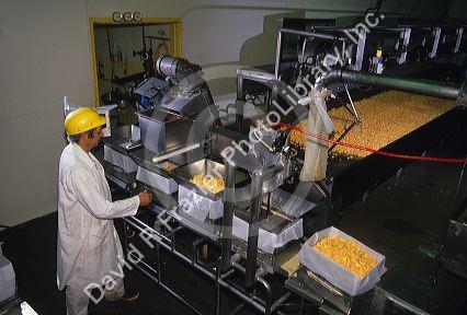 A worker using a machine to press curds into blocks in a cheese factory.