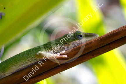 A green anole is an arboreal lizard located on the island of Kauai, Hawaii, USA.