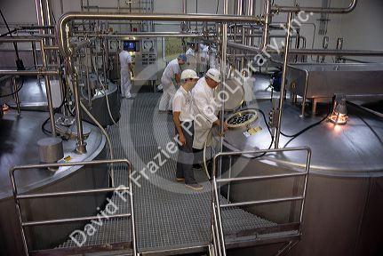 Cheese makers in a modern cheese factory.