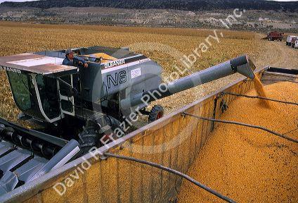 Corn harvest in Idaho.