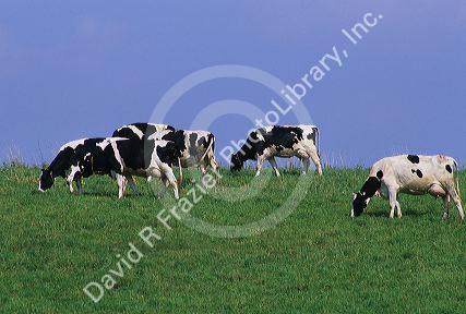 Dairy cows grazing in a field.