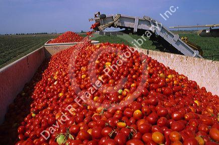 Tomato harvest near Sacramento, California.