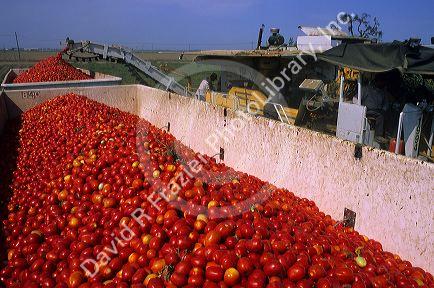Tomato harvest near Sacramento, California.