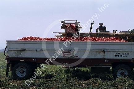 Tomato harvest near Sacramento, California.