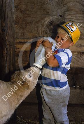 A young boy bottle feeds a calf.