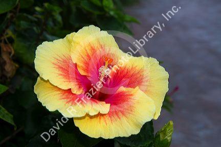 Hibiscus flower at Chaweng beach on the island of Ko Samui, Thailand.