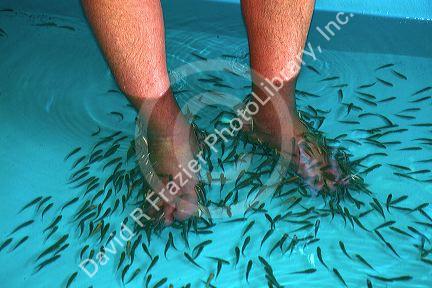 Foot pedicure given by doctor fish on the island of Ko Samui, Thailand.