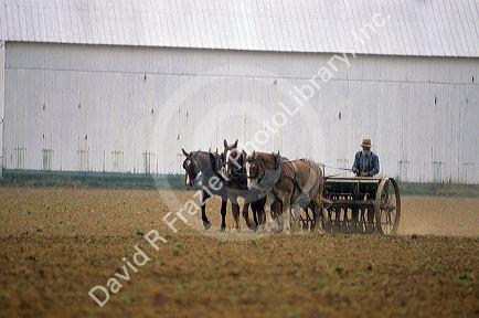 An Amish farmer sowing seeds with horse drawn planter in Lancaster County, Pennsylvania.