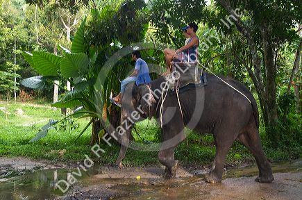Tourists ride atop asian elephants on the island of Ko Samui, Thailand.