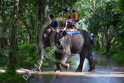 Tourists ride atop asian elephants on the island of Ko Samui, Thailand.