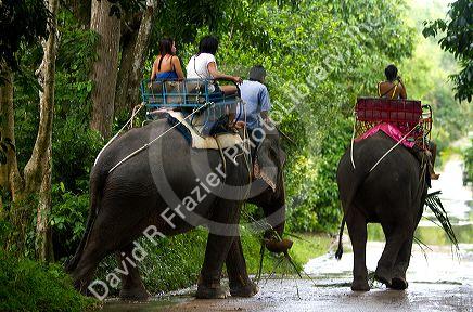 Tourists ride atop asian elephants on the island of Ko Samui, Thailand.