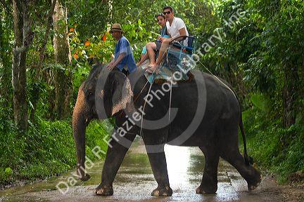 Tourists ride atop asian elephants on the island of Ko Samui, Thailand.