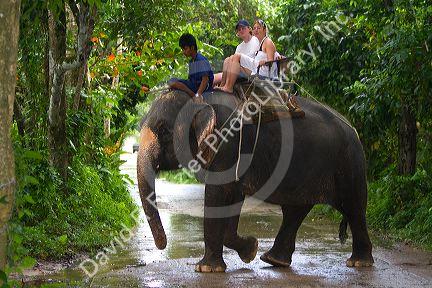 Tourists ride atop asian elephants on the island of Ko Samui, Thailand.