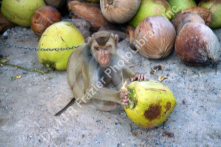 Trained monkey harvests coconuts from trees on the island of Ko Sumai, Thailand.
