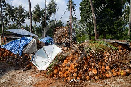 Newly harvested coconuts from coconut palm trees on the island of Ko Sumai, Thailand.