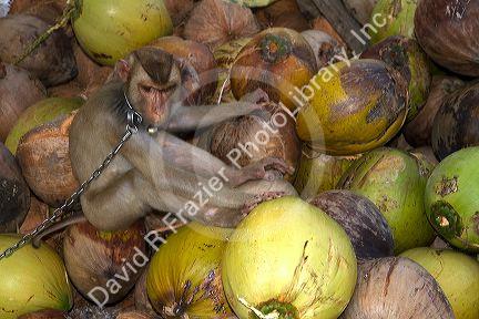Trained monkey harvests coconuts from trees on the island of Ko Sumai, Thailand.
