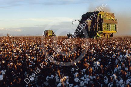 Cotton Harvest at Paloma Ranch in Gila Bend, Arizona.