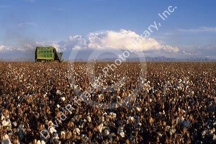 Cotton Harvest at Paloma Ranch in Gila Bend, Arizona.