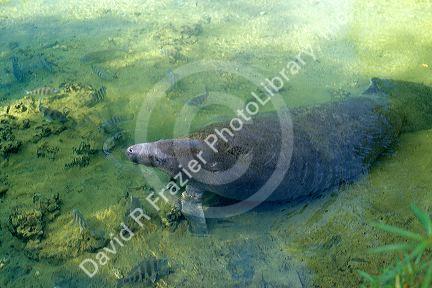 A florida manatee.