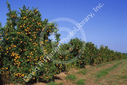 An orange grove in Florida.