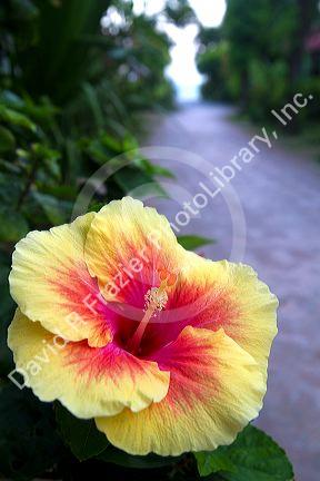 Hibiscus flower at Chaweng beach on the island of Ko Samui, Thailand.