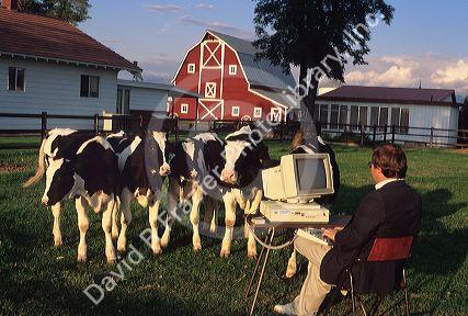 A farmer using a computer on the farm with cows watching. PHOTO ILLUSTRATION