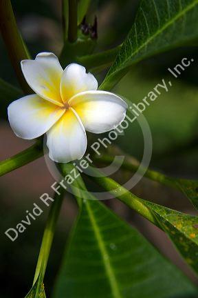 Plumeria flower on the island of Ko Samui, Thailand.