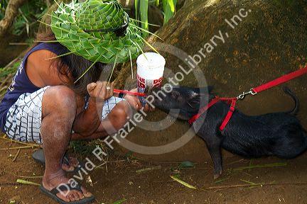 Native hawaiian feeding a pet pig on the island of Kauai, Hawaii, USA.