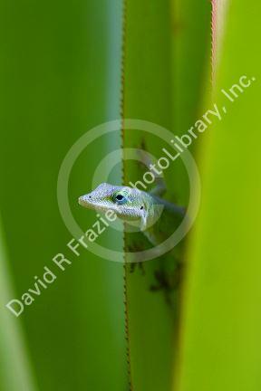 A green anole is an arboreal lizard located on the island of Kauai, Hawaii, USA.