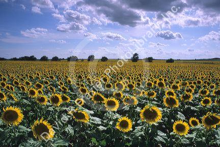 A sunflower field in Kansas.