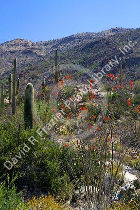 Saguaro cactus and Ocotillo plants in Saguaro National Park located in southern Arizona, USA.