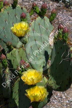 Prickly pear cactus in the Saguaro National Park in southern Arizona, USA.