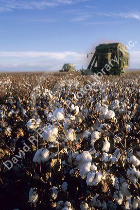 Cotton Harvest at Paloma Ranch in Gila Bend, Arizona.