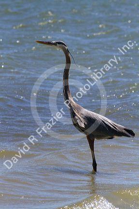 Great Blue Heron at Corpus Christi, Texas, USA.