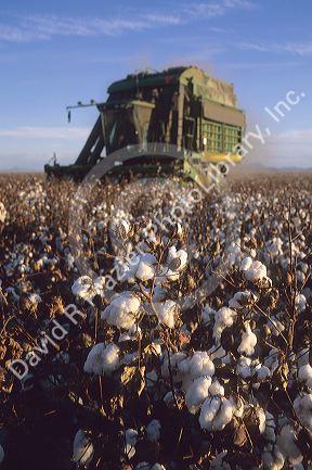 Cotton Harvest at Paloma Ranch in Gila Bend, Arizona.