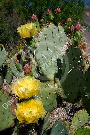 Prickly pear cactus in the Saguaro National Park in southern Arizona, USA.
