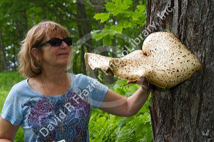 Bracket or Shelf Fungi at Pictured Rocks National Lakeshore located on the shore of Lake Superior in the Upper Peninsula of Michigan, USA.