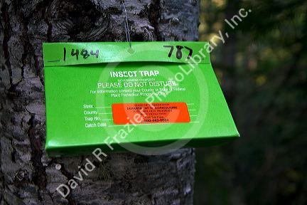 Insect trap mounted to a tree in Mount Rainier National Park, Washington, USA