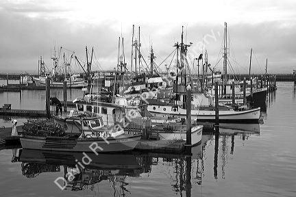 Fishing boats at the Westport Marina located in Westport, Washington, USA.