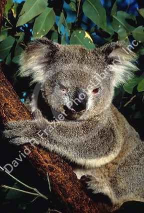 A koala bear in Australia.