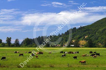 Dairy cows graze on farmland near Tillamook, Oregon, USA.